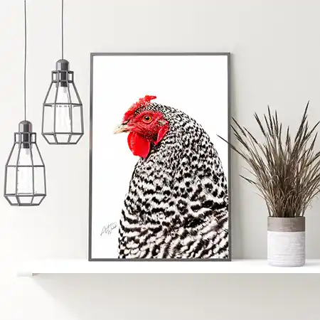 Detailed image of Barred Rock Hen.