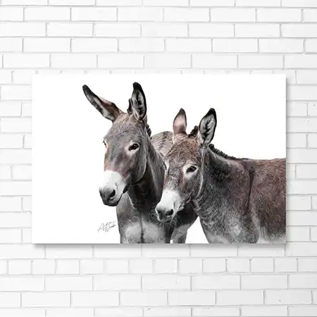 Pair of donkeys on the farm.