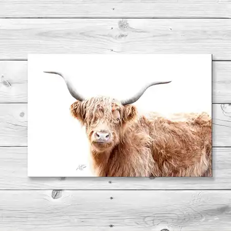 Highland cow focus image.