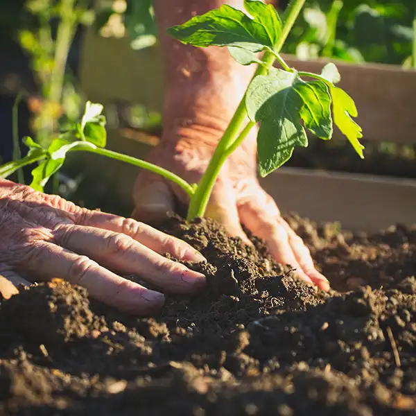 Hands of a local producer harvesting fresh food