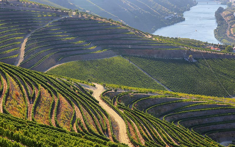 Portugal agritourism guests at vineyard