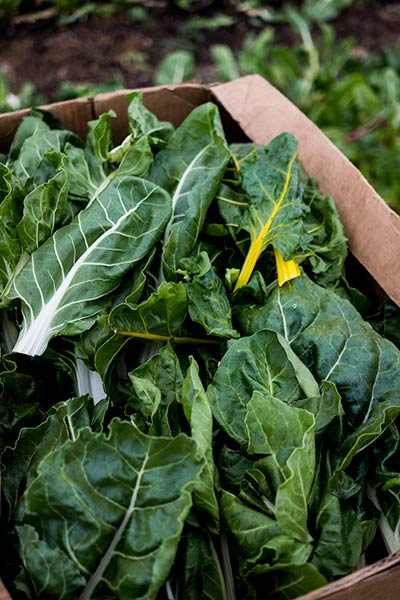 Fresh collard greens