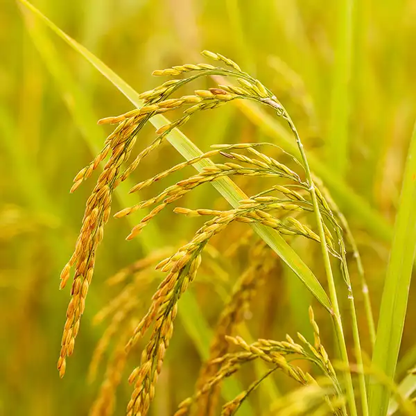 Rice connected to Lowcountry and Gullah food heritage